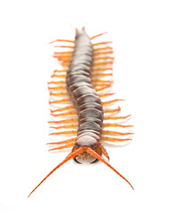 centipede on white background