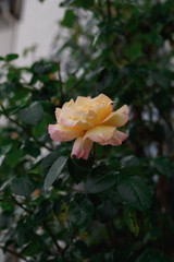 Flower of Yellow Rose in the summer garden. Yellow Roses with shallow depth of field. Beautiful Rose in the sunshine. Yellow garden rose on a bush in a summer garden.