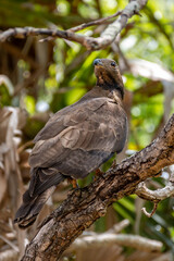 Honey buzzard 