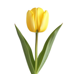 Naklejka premium yellow tulip flower isolated on transparent background