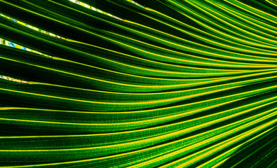 Obraz premium green palm leaf close up, natural bio background for flora concept and design. textured plant leaf macro with rows and lines