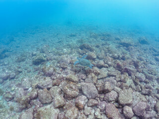 ゆったり泳ぐ美しく大きなアオウミガメ（ウミガメ科）。

日本国静岡県伊豆半島賀茂郡南伊豆町中木から渡し船で渡るヒリゾ浜にて。
2022年夏水中撮影。

The Beautiful and large green sea turtle (Chelonia mydas, family Turtles) swims leisurely. 

Hirizohama beach, by ferry from