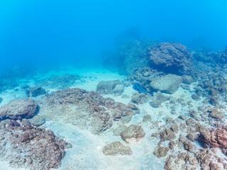 浅瀬に集う、美しく大きなクロダイ（タイ科）、アイゴ（アイゴ科）、メジナ（イスズミ科）他の群れ。

日本国静岡県伊豆半島賀茂郡南伊豆町中木から渡し船で渡るヒリゾ浜にて。
Japanese Black Sea Bream (Acanthopagrus schlegelii), Rabbitfish (Siganus fuscescens), Largescale Blackfish (Girella 