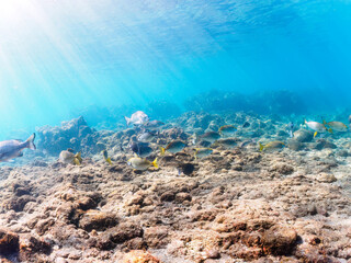 浅瀬に集う、美しく大きなクロダイ（タイ科）、アイゴ（アイゴ科）、メジナ（イスズミ科）他の群れ。

日本国静岡県伊豆半島賀茂郡南伊豆町中木から渡し船で渡るヒリゾ浜にて。
Japanese Black Sea Bream (Acanthopagrus schlegelii), Rabbitfish (Siganus fuscescens), Largescale Blackfish (Girella 