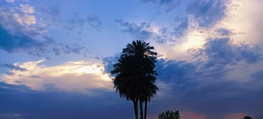 A beautiful landscape view of date palm tree with sunset with clouds shining .