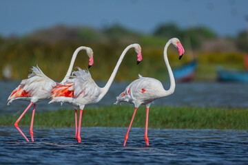 flamingo in the water