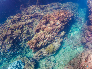 岩場に集まる、美しいソラスズメダイ（スズメダイ科）他の群れ。

日本国静岡県伊豆半島賀茂郡南伊豆町中木から渡し船で渡るヒリゾ浜にて。
2022年夏水中撮影。

Beautiful a school of Heavenly Damselfish (Pomacentrus coelestis) and others gather on a rocky beach.

Hirizohama beach,