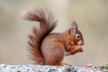squirrel eating nut