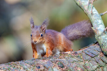 red squirrel on a tree