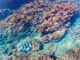 岩場に集まる、美しいソラスズメダイ（スズメダイ科）他の群れ。

日本国静岡県伊豆半島賀茂郡南伊豆町中木から渡し船で渡るヒリゾ浜にて。
2022年夏水中撮影。

Beautiful a school of Heavenly Damselfish (Pomacentrus coelestis) and others gather on a rocky beach.

Hirizohama beach,