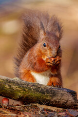 red squirrel on a tree