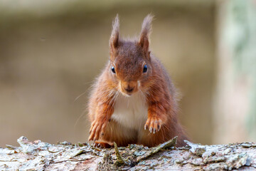red squirrel on a tree
