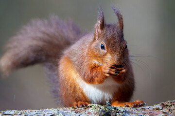 red squirrel