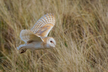 barn owl in flight