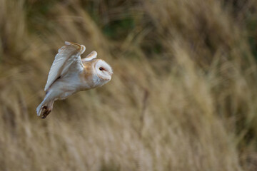 barn owl in flight