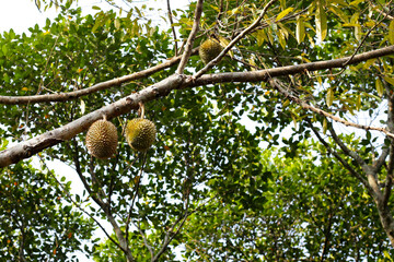 Durian fruit on tree, Thai durian fruit garden