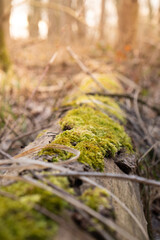A mossy log on the forest floor, in a closeup photo at sunrise, with a blurred background creating a serene atmosphere