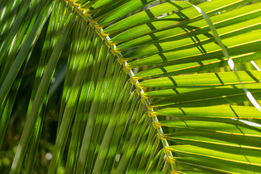 palm tree leaf