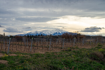 vineyard in autumn