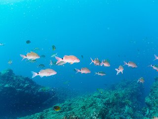 Fototapeta premium 美しいホウライヒメジ（ヒメジ科）、チョウチョウウオ（チョウチョウウオ科）、ヘラヤガラ（ヘラヤガラ科）の他群れ。日本国静岡県伊豆半島賀茂郡南伊豆町中木から渡し船で渡るヒリゾ浜にて。 2022年夏水中撮影。 Whitesaddle goatfish (Parupeneus ciliatus) Oriental ButterflyFish (Chaetodon aurites), Painted f