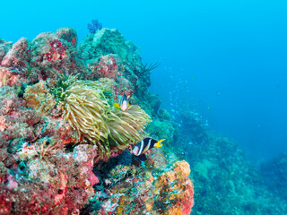 美しいイソギンチャク畑の可愛いクマノミ（クマノミ亜科）のペア。

日本国静岡県伊豆半島賀茂郡南伊豆町中木から渡し船で渡るヒリゾ浜にて。
2022年夏水中撮影。

The Lovely Yellowtail clownfish (Amphiprion clarkii) Pair in Beautiful Sea Anemones,

Hirizohama beach, by ferry from N