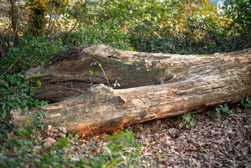 stump in forest