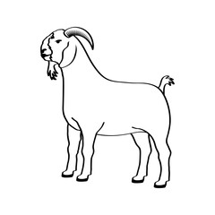 goat line art vector illustration. Eid al-Adha Sacrifice celebration festival