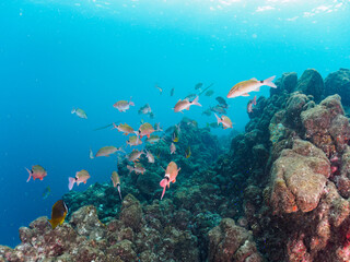 美しいホウライヒメジ（ヒメジ科）、チョウチョウウオ（チョウチョウウオ科）、ヘラヤガラ（ヘラヤガラ科）の他群れ。

日本国静岡県伊豆半島賀茂郡南伊豆町中木から渡し船で渡るヒリゾ浜にて。
2022年夏水中撮影。
Whitesaddle goatfish (Parupeneus ciliatus) Oriental ButterflyFish (Chaetodon aurites), Painted f