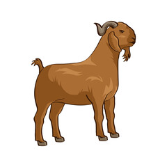 goat vector illustration. Eid al-Adha Sacrifice celebration festival