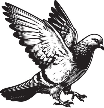 recommend clip art: pigeon Vector sketch art illustration