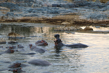 hippopotamus in pond