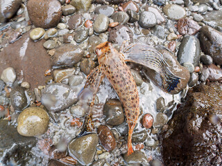 波打ち際から陸に飛び出してしまった、美しいセミホウボウ（セミホウボウ科）。
この後無事に海に戻れました。

日本国静岡県伊豆半島賀茂郡南伊豆町中木から渡し船で渡るヒリゾ浜にて。
2022年夏水中撮影。

A beautiful Oriental flying gurnard (Dactyloptena orientalis) that had jumped out of the surf and 