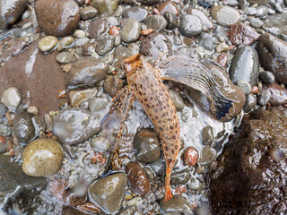 波打ち際から陸に飛び出してしまった、美しいセミホウボウ（セミホウボウ科）。
この後無事に海に戻れました。

日本国静岡県伊豆半島賀茂郡南伊豆町中木から渡し船で渡るヒリゾ浜にて。
2022年夏水中撮影。

A beautiful Oriental flying gurnard (Dactyloptena orientalis) that had jumped out of the surf and 