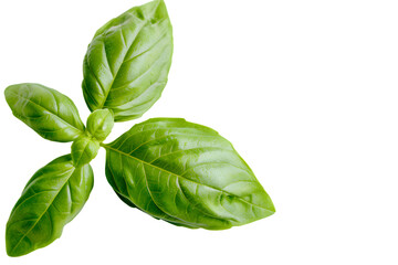 Obraz premium a single green basil leaf isolated on a white background, showcasing its vibrant color and aromatic scent, perfect for culinary websites, recipe cards, or Italian cuisine