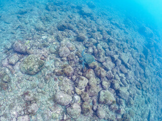 ゆったり泳ぐ美しく大きなアオウミガメ（ウミガメ科）。

日本国静岡県伊豆半島賀茂郡南伊豆町中木から渡し船で渡るヒリゾ浜にて。
2022年夏水中撮影。

The Beautiful and large green sea turtle (Chelonia mydas, family Turtles) swims leisurely. 

Hirizohama beach, by ferry from