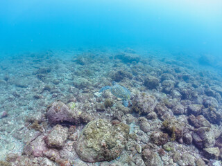 ゆったり泳ぐ美しく大きなアオウミガメ（ウミガメ科）。

日本国静岡県伊豆半島賀茂郡南伊豆町中木から渡し船で渡るヒリゾ浜にて。
2022年夏水中撮影。

The Beautiful and large green sea turtle (Chelonia mydas, family Turtles) swims leisurely. 

Hirizohama beach, by ferry from