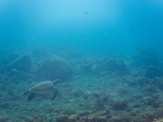 ゆったり泳ぐ美しく大きなアオウミガメ（ウミガメ科）。

日本国静岡県伊豆半島賀茂郡南伊豆町中木から渡し船で渡るヒリゾ浜にて。
2022年夏水中撮影。

The Beautiful and large green sea turtle (Chelonia mydas, family Turtles) swims leisurely. 

Hirizohama beach, by ferry from