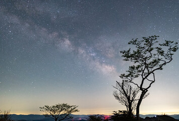 一本の木と美しい天の川