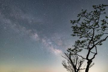 一本の木と美しい天の川