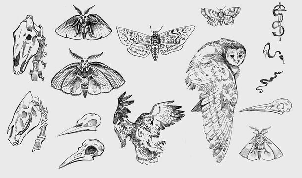 Set line art drawing clipart halloween holiday party invitation. Witch minimalistic items icons bird skull witch magic book sword rose flower Gothic stickers design elements on occult scary theme	