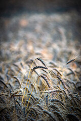 Wheat field around with forest. Morning sunrise over the wheat field .Road on the field . Forest and wheat 