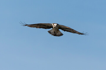 Balbuzard pêcheur, Pandion haliaetus, Western Osprey