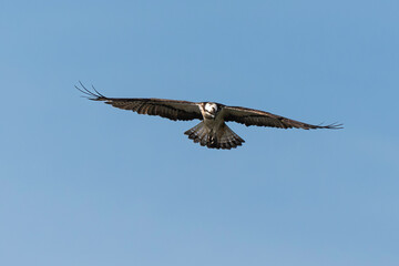 Balbuzard pêcheur, Pandion haliaetus, Western Osprey