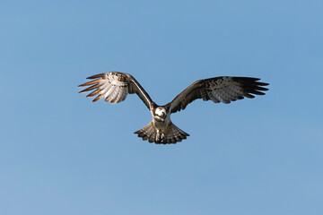 Balbuzard pêcheur, Pandion haliaetus, Western Osprey