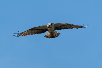 Balbuzard pêcheur, Pandion haliaetus, Western Osprey
