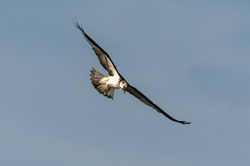 Balbuzard pêcheur, Pandion haliaetus, Western Osprey