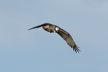 Balbuzard pêcheur, Pandion haliaetus, Western Osprey