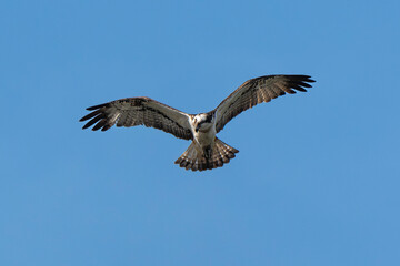Balbuzard pêcheur, Pandion haliaetus, Western Osprey