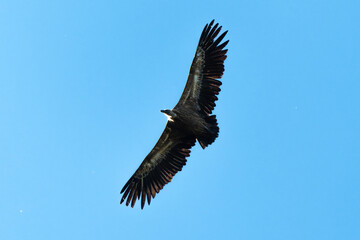 Vautour fauve,.Gyps fulvus, Griffon Vulture, Parc naturel régional des grands causses 48, Lozere, France