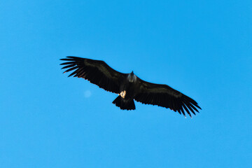 Vautour fauve,.Gyps fulvus, Griffon Vulture, Parc naturel régional des grands causses 48, Lozere, France